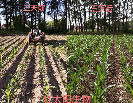 紅太陽(yáng)生物